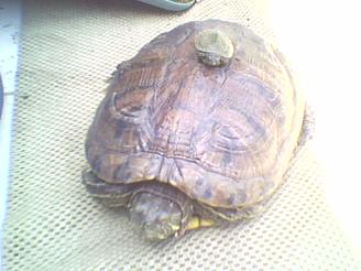 Resim: Yavru su kaplumbağası anne kaplumbağanın sırtında