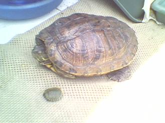 Resim: Anne kaplumbağa ile yavru kaplumbağa yanyana